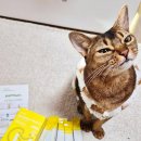 H.B.(꿀벌)동물병원 | 고양이영양제츄르 펫누리 뉴트리션 플랜