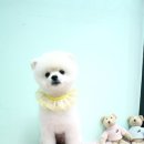 프란다스애견 이미지