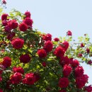 편한대로 이미지