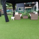 쁘띠독애견펜션 이미지