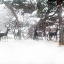 우제류를위하여 이미지