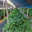 금산고려인삼도매 | [명절선물 / 부모님선물] 금산인삼의 자부심, 신선삼으로 전하는 따뜻한 마음 🎁✨