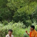 벌레골 Daum카페