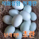 강원계란