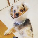 도란도란동물병원 이미지