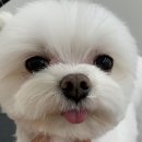 보드레 애견미용실 이미지