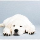 플랜멍 강아지분양 대구본점 이미지