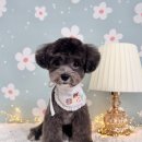 그루멍(groomung) 이미지