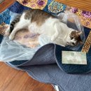 홍익동물병원 | [3월일상]망고 건강검진, 한자리한턱, 드리우니, 홍익돈까스, 비밀베이커리 잠봉뵈르, 베이커리힐스...