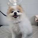 동행펫살롱 네이버블로그
