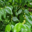 회인초등학교 이미지