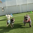 해피한 멍 이미지