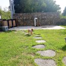 서쪽강생이 이미지