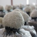 노루농장 이미지