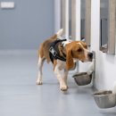 VIP Dog 이미지