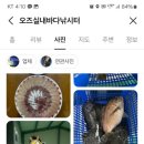 오즈실내바다 낚시터 이미지