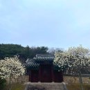 신유장군 유적 | 경북 목련 대구 근교 칠곡 약목 신유장군유적지 목련 개화 현황