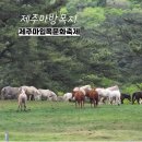 제주특별자치도 축산생명연구원 | 제주마입목문화축제 소개, 후기