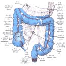 대장(Colon)의 구조 이미지