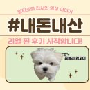 오로라애견 이미지