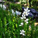 우리 이름이 명확히 없는 Gaura Lindheimeri(나비바늘꽃) 이미지