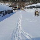 백봉오골계 부성농원 이미지