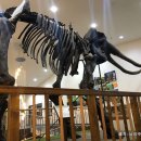 덕소자연사박물관 이미지