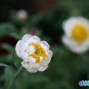 로단테(Rhodanthe) 이미지