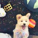 댕댕지구 이미지