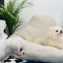 마이하우스퍼피 애견호텔 유치원 이미지