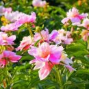 명품농장 이미지