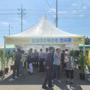 나진초등학교 | 여수 섬섬여수 옥수수페스티벌 후기,2025 화양면 찰옥수수 직접 가보니 이렇더라!