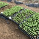 정착농장 이미지