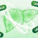 간 건강의 핵심은 ‘UDCA’…담즙산이 뭐길래 이미지