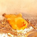 구주령 산채농원 이미지