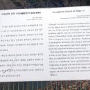 미조상록수림 네이버블로그