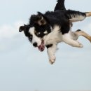 야당동물병원 이미지