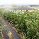 해덕농장 이미지