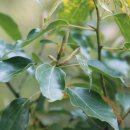 조경기능사(실기) 이미지