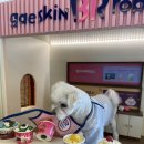 개스키라빈스 이미지