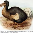 (동물 세계사) 019. 도도, 절멸의 길을 가다 이미지