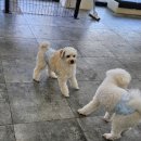 안녕, 상이 친구들! 이미지