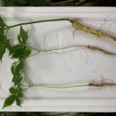 삼원농장 이미지