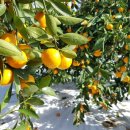 삼우농원 이미지