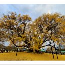 원주 반계리 은행나무(11월3일).. 이미지