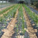 사방외갓집마을 이미지