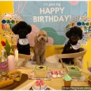 슬기로운 댕댕 유치원 이미지