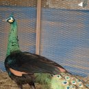 호빈조류새농장 이미지