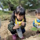 9월4주 현장체험학습- 고구마캐기 이미지