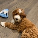 더편한동물병원 이미지